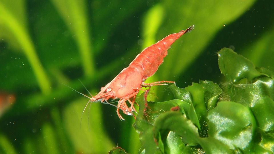 arti mimpi udang