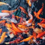 jual ikan koi Blitar