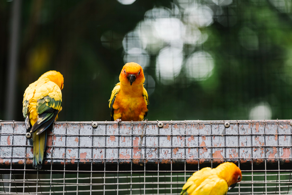 jenis burung peliharaan