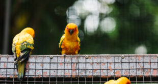 jenis burung peliharaan