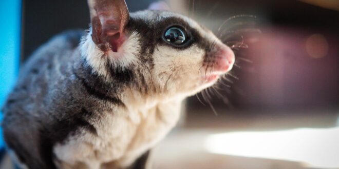 merawat sugar glider