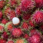rambutan