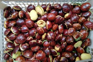 Jengkol