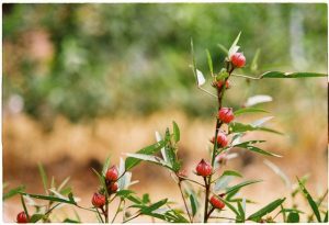 manfaat rosella