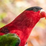 burung beo