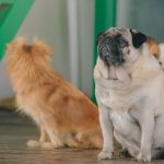 Pet hotel