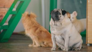 Pet hotel